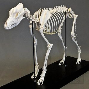 اسکلت سگ استخوان طبیعی