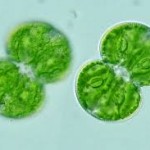 لام جلبک کاسماریوم alga