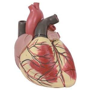 مدل آناتومی قلب بزرگ