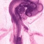 لام میکروسکوپی جنین جوجه ۷۲ ساعته