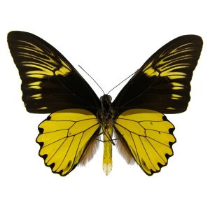 تابلو پروانه پر پرنده طلایی