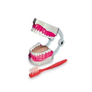 مولاژ دندان آموزش مسواک زدن دو برابر اندازه طبیعی