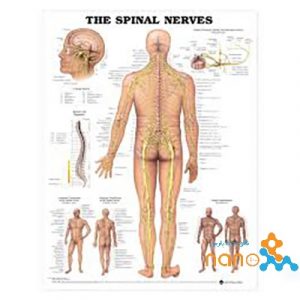 پوستر اعصاب نخاعی The spinal nerves