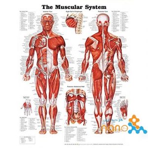 پوستر آناتومی عضلات