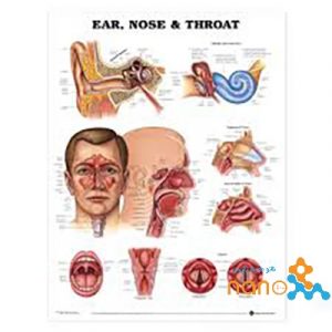 پوستر آناتومی گوش,حلق و بینی