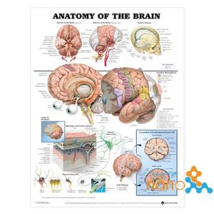 پوستر آناتومی مغز