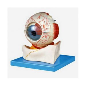 مولاژ ساختار چشم