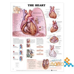 پوستر آناتومی قلب