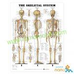 پوستر آناتومی اسکلت انسان The Skeletal system poster