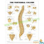 پوستر آناتومی ستون فقرات The vertebral column poster