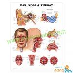پوستر آناتومی گوش,حلق و بینی Ear,Nose & Throat poster