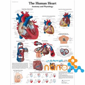 پوستر آناتومی قلب