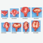 مولاژ مراحل رشد جنین (۸ مرحله)